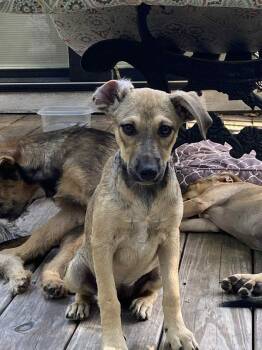 Rescue Cairn Terrier and Shepherd Dogs for Adoption in Conroe, Texas - Charlotte (Amie