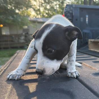 Pippa -  Australian Cattle Dog Blue Heeler and Mixed Breed Dog for Adoption in Pittsburg, Kansas - Pippa | PetCurious