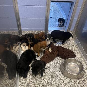 Ghost -  Mixed Breed and Black Labrador Retriever Dog for Adoption in Madisonville, Tennessee - Ghost | PetCurious