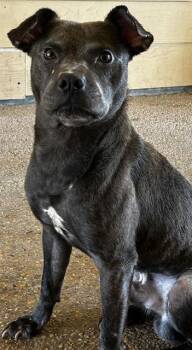 ACE -  Terrier Dog for Adoption in San Antonio, Texas - ACE | PetCurious