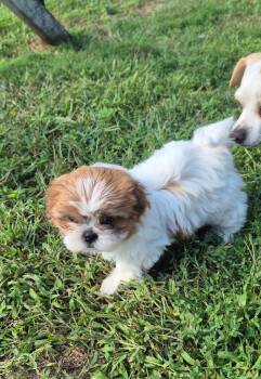 Delilah -  Shih Tzu Dog for Adoption in Danville, Vermont - Delilah | PetCurious