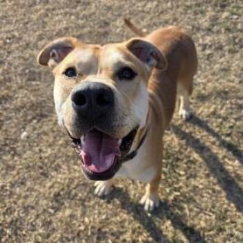Pit Bull Terrier and Terrier Dogs Available for Adoption in Springfield, Missouri - Biscotti | PetCurious