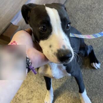 Colvie -  Hound Dog for Adoption in Blue Ridge, Georgia - Colvie | PetCurious