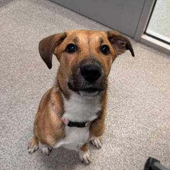 Nala -  Mixed Breed Dog for Adoption in Englewood, Florida - Nala | PetCurious