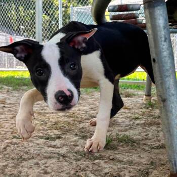 Jeanie Bueller -  Terrier Dog for Adoption in Godfrey, Illinois - Jeanie Bueller | PetCurious