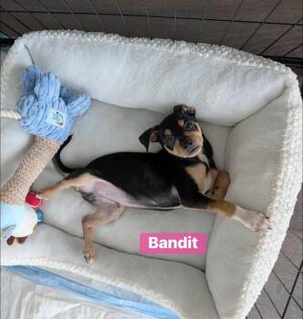 Rescue Terrier and Mixed Breed Dogs for Adoption in Saugus, Massachusetts - Bandit | PetCurious