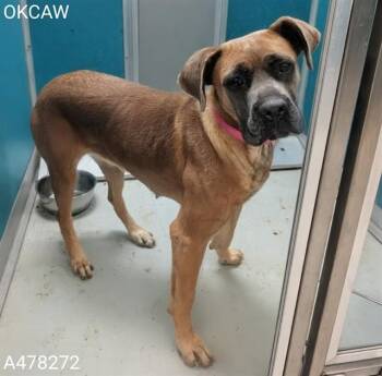 A478272 -  Staffordshire Bull Terrier Dog for Adoption in Oklahoma City, Oklahoma - A478272 | PetCurious