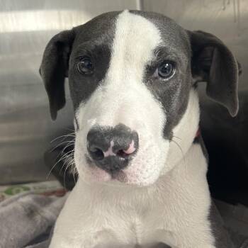 Mixed Breed Dogs Available for Adoption in Decatur, Georgia - Alpha | PetCurious