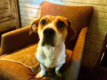 Cowboy -  Corgi Dog for Adoption in Covington, Tennessee - Cowboy | PetCurious