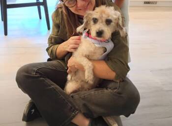 Issabell -  Poodle and Australian Shepherd Dog for Adoption in Holly Springs, North Carolina - Issabell | PetCurious