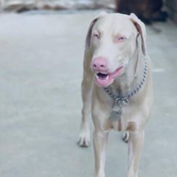 Tyson -  Doberman Pinscher Dog Available for Adoption in Sonoma, California - Tyson | PetCurious