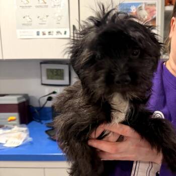 Terrier Dogs Available for Adoption in Northbrook, Illinois - Doxy | PetCurious
