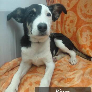 River -  Pit Bull Terrier and Mixed Breed Dog for Adoption in New Tazewell, Tennessee - River | PetCurious
