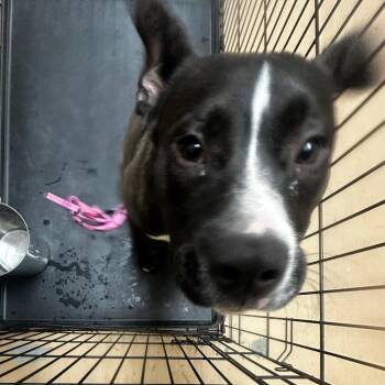 Mixed Breed Dogs Available for Adoption in Gadsden, Alabama - Jethro | PetCurious