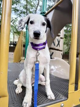 Reese -  German Shorthaired Pointer Dog for Adoption in Fairfax, Virginia - Reese | PetCurious