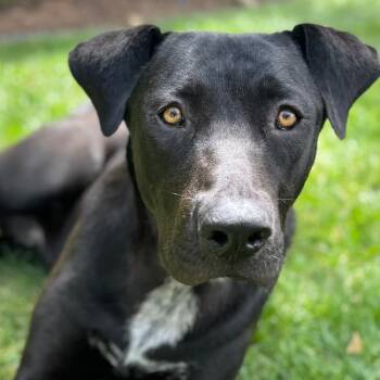 Labrador Retriever Dogs Available for Adoption in San Diego, California - Tom - (Medical) | PetCurious