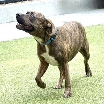 Ross -  Pit Bull Terrier and Mixed Breed Dog for Adoption in Bellevue, Washington - Ross | PetCurious