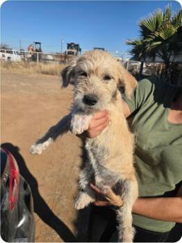Wirehaired Terrier Dogs Available for Adoption - Bernie | PetCurious