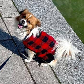 Ace -  Papillon and Chihuahua Dog Available for Adoption in East St. Louis, Illinois - Ace | PetCurious