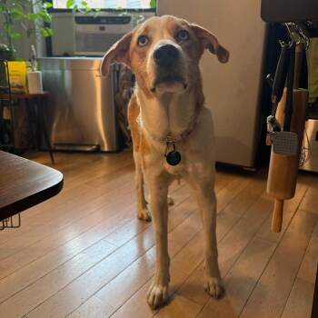 Chatham -  Mixed Breed Dog for Adoption in New York, New York - Chatham | PetCurious