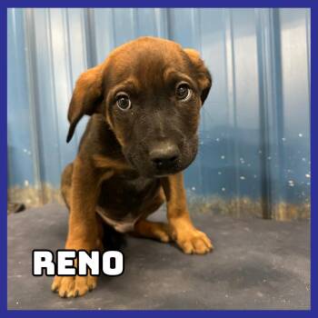 Mixed Breed Dogs Available for Adoption - Reno | PetCurious