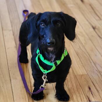 Myles -  Miniature Dachshund Dog for Adoption in Toms Brook, Virginia - Myles | PetCurious
