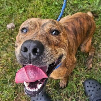 Rescue Pit Bull Terrier and Labrador Retriever Dogs for Adoption in Chatham, Virginia - Budda | PetCurious