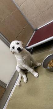 Haalan -  Mixed Breed Dog for Adoption in Hobbs, New Mexico - Haalan | PetCurious