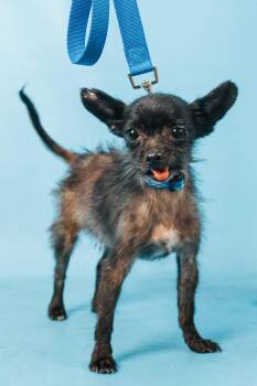 Cricket -  Chihuahua and Mixed Breed Dog for Adoption in Minneapolis, Minnesota - Cricket | PetCurious