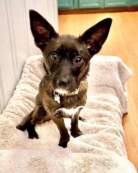 Terrier Dogs Available for Adoption - Tabitha | PetCurious