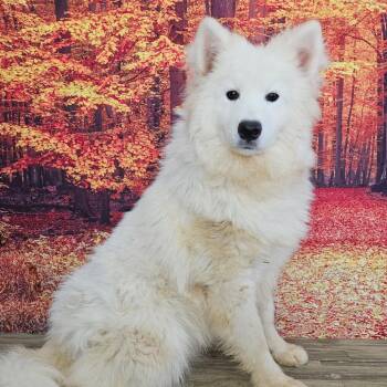 Sam -  Samoyed Dog for Adoption in Normal, Illinois - Sam | PetCurious