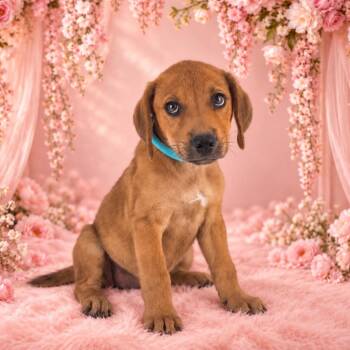 Brandy -  Black Mouth Cur Dog for Adoption in Lufkin, Texas - Brandy | PetCurious