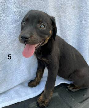 Catahoula Leopard Dog Dogs Available for Adoption - Squeaks The Female Catahoula Puppy | PetCurious