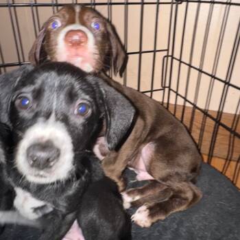 Rescue Black Labrador Retriever and Hound Dogs for Adoption in Springboro, Ohio - Caramel | PetCurious