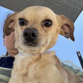 Chihuahua Dogs Available for Adoption in Long Beach, California - Jellybean | PetCurious