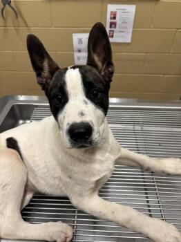 Pit Bull Terrier Dogs Available for Adoption - Dunkin