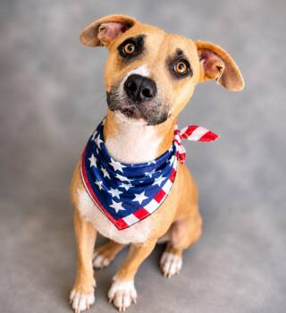 Meadow -  Terrier and Mixed Breed Dog for Adoption in Hardeeville, South Carolina - Meadow | PetCurious