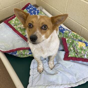 Tillie -  Corgi and Australian Cattle Dog Blue Heeler Dog for Adoption in Choteau, Montana - Tillie | PetCurious