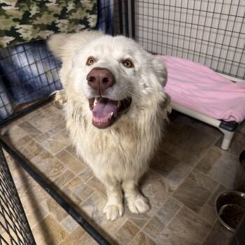 Great Pyrenees Dogs Available for Adoption in Mineral Point, Wisconsin - Bear | PetCurious