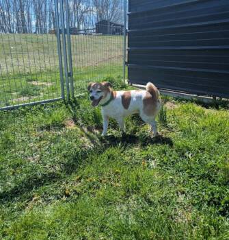 Jack Russell Terrier Dogs Available for Adoption in Westminster, Maryland - Radar | PetCurious