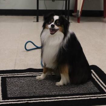 Falcon -  Australian Shepherd Dog for Adoption in Goshen, Kentucky - Falcon | PetCurious