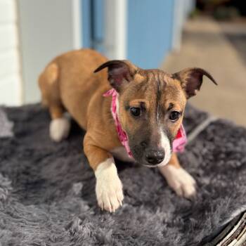 Rescue Pit Bull Terrier Dogs for Adoption in Newberg, Oregon - Bashful | PetCurious