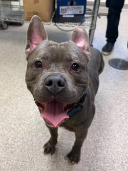 American Staffordshire Terrier and Mixed Breed Dogs Available for Adoption in Disputanta, Virginia - Bluey | PetCurious