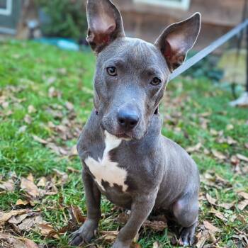 Pip -  Mixed Breed Dog for Adoption in Glenfield, New York - Pip | PetCurious