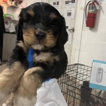 Mountain Dog Dogs Available for Adoption in Edinburg, Texas - Warbler | PetCurious