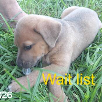 Gyro -  Mixed Breed Dog for Adoption in Livingston, Texas - Gyro | PetCurious