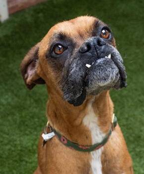 Boxer Dogs Available for Adoption in Encinitas, California - Sharon | PetCurious
