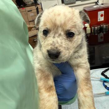 Rescue Cattle Dog Dogs for Adoption in Flagstaff, Arizona - Sprinkles | PetCurious