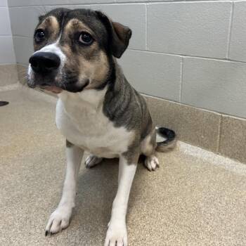 Candice -  Hound Dog for Adoption in Bristol, Indiana - Candice | PetCurious