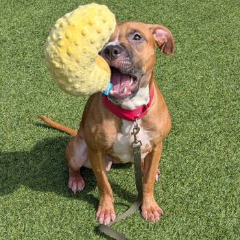Veep -  Mixed Breed Dog for Adoption in Pittsburgh, Pennsylvania - Veep | PetCurious